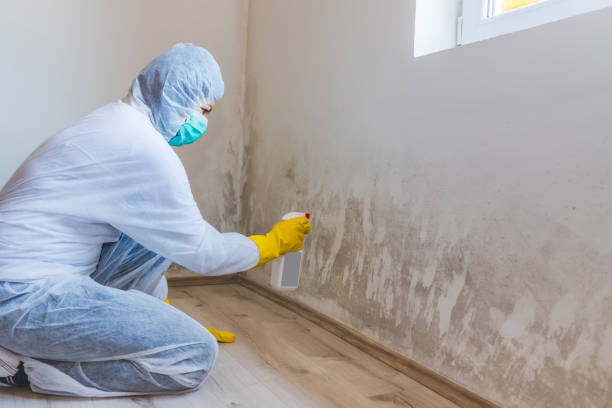 Licensed Mold Remediation service in Springfield, MI - Cheap Mold Removal