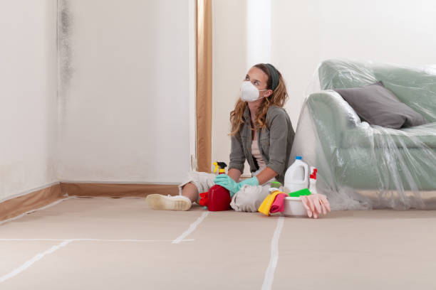 Reliable Mold Remediation contractor in Springfield, MI by Cheap Mold Removal
