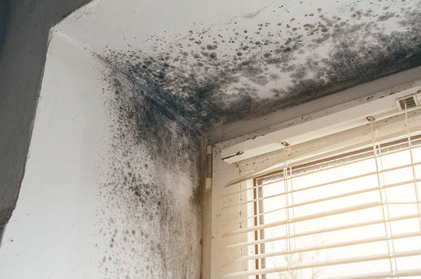 Affordable Mold Remediation solutions in Springfield, MI