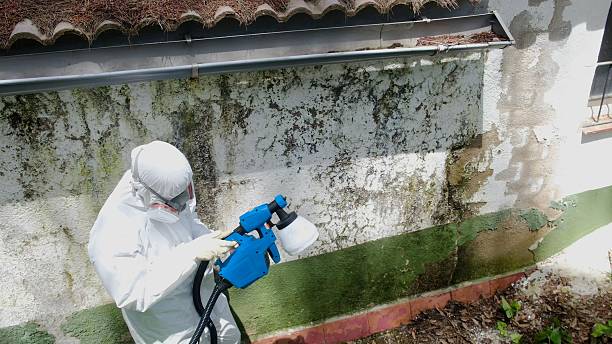 Trusted Mold Remediation service in Springfield, MI - Cheap Mold Removal
